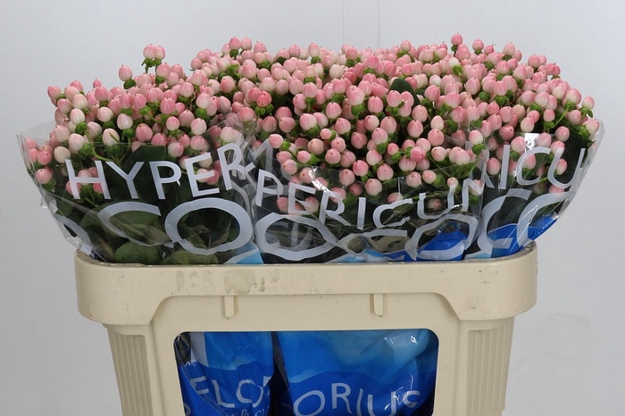 Hypericum Coco Casino