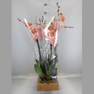 Phalaenopsis   ...