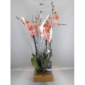 Phalaenopsis   ...
