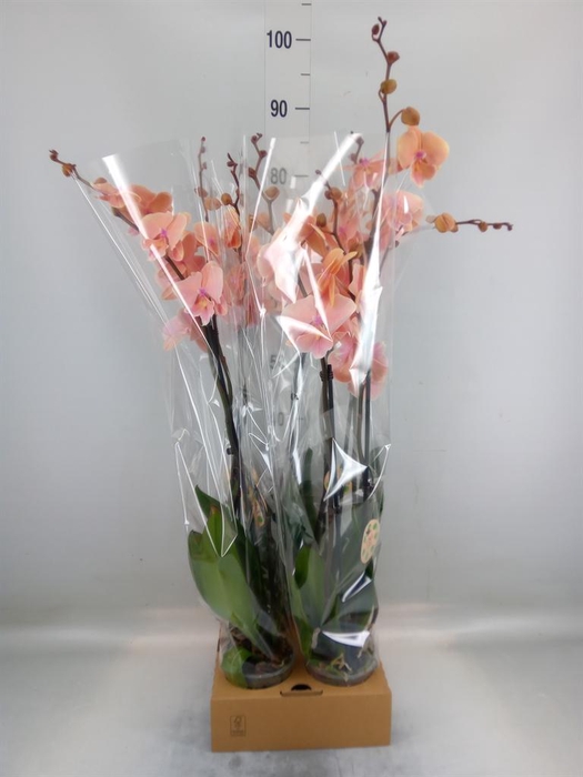 <h4>Phalaenopsis   ...</h4>