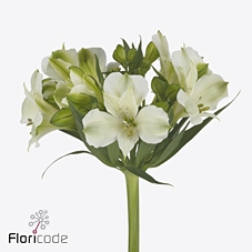 Alstroemeria bright star