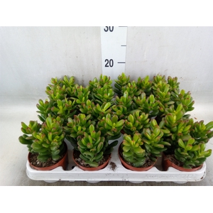 Crassula ovata 'Gandalf'