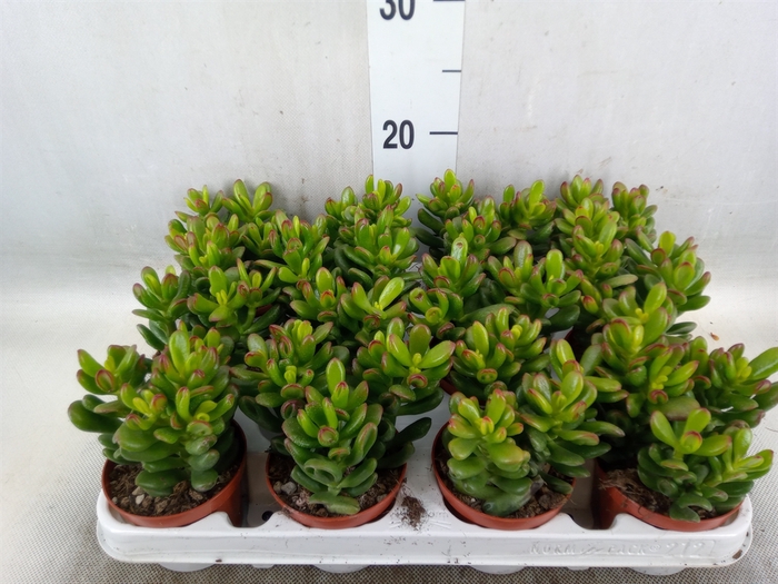 <h4>Crassula ovata 'Gandalf'</h4>