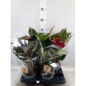 Anthurium  'Black Love'
