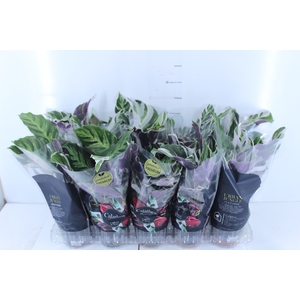 CALATHEA WHITE FUSION P12