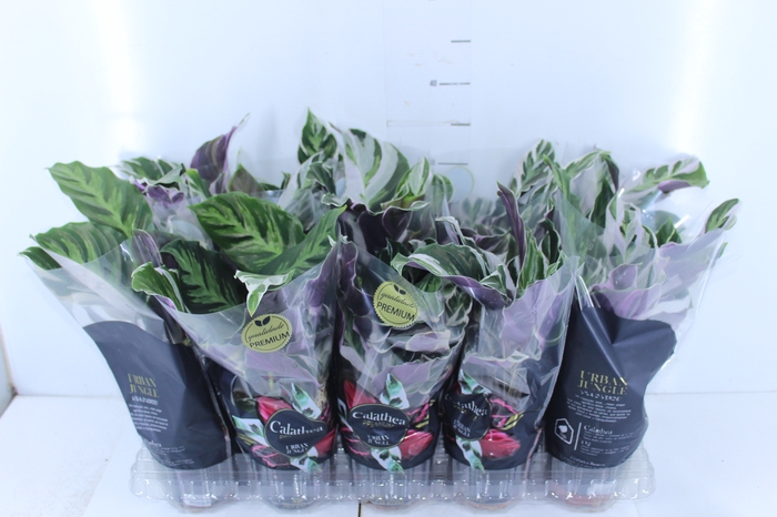 CALATHEA WHITE FUSION P12