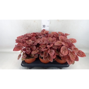 Peperomia caperata 'Quito'