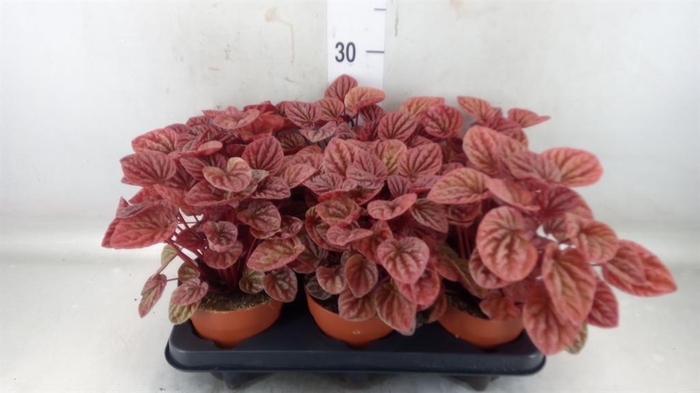 <h4>Peperomia caperata 'Quito'</h4>
