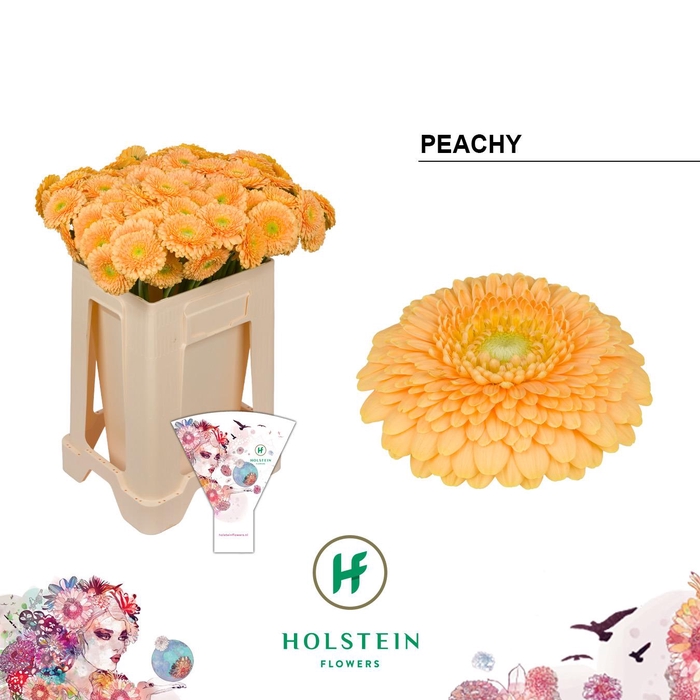 <h4>GE MB GERPONI PEACHY</h4>