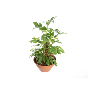 PHILODENDRON MINIMA C21