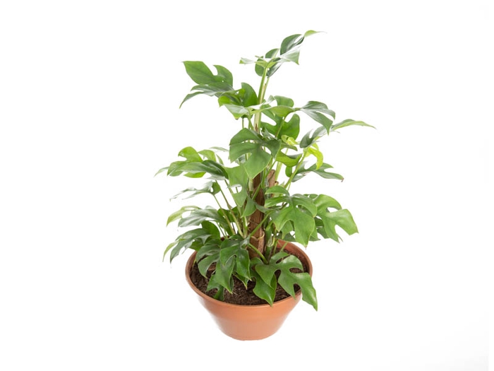 <h4>PHILODENDRON MINIMA C21</h4>