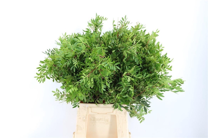 <h4>Pistache Hndg 50cm P Bunch</h4>