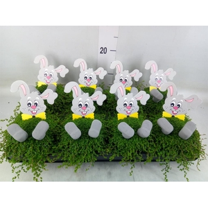 Soleirolia soleirolii   ...green