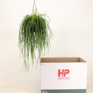 RHIPSALIS OV