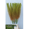 Eremurus Emmy Ro