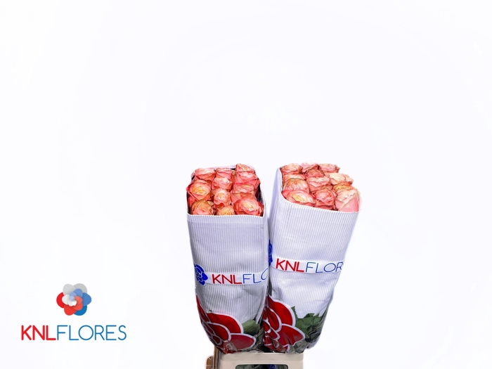 <h4>R GR KAHALA-BB</h4>