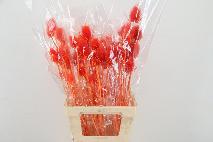 <h4>DROOGBL BEWERKT H%</h4>