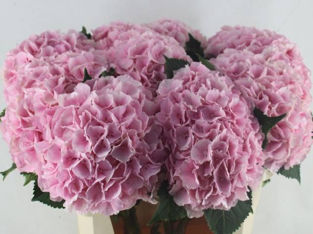 <h4>HYDR M CH VERENA</h4>