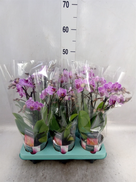 <h4>Phalaenopsis multi.   ...lilac</h4>