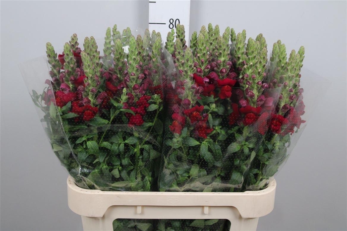 <h4>Antir Antibes Red</h4>