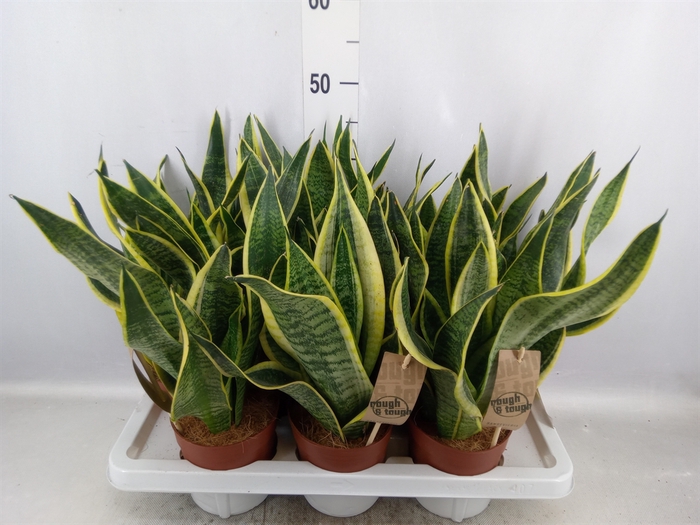 Sansevieria trifa. 'Futura Superba'