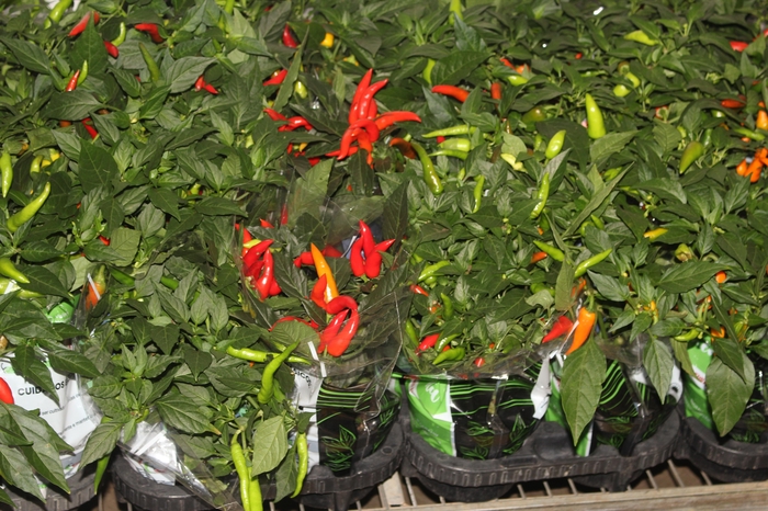 <h4>PIMENTA P11</h4>