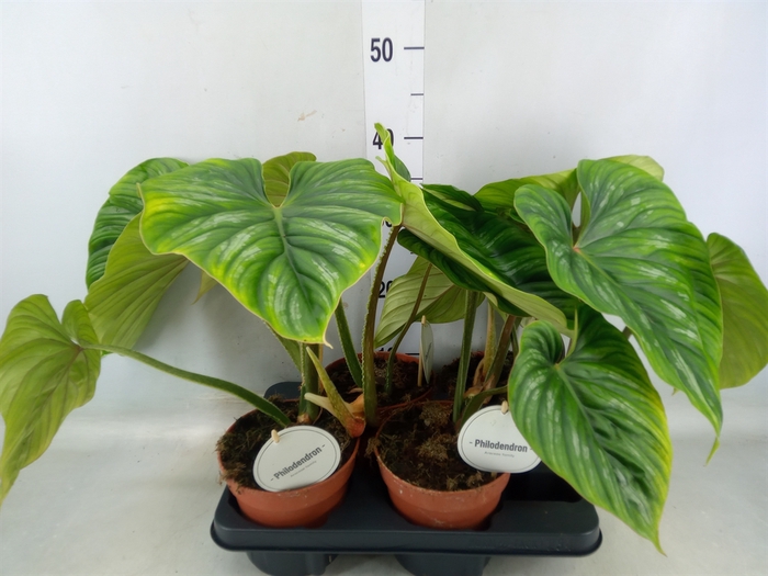 <h4>Philodendron   ...</h4>