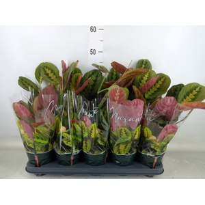 Maranta leuc. 'Fascinator'