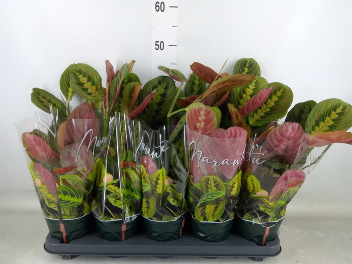 <h4>Maranta leuc. 'Fascinator'</h4>