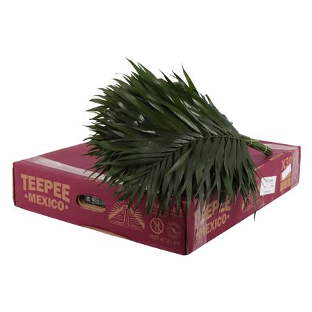 <h4>TEEPEE RED</h4>