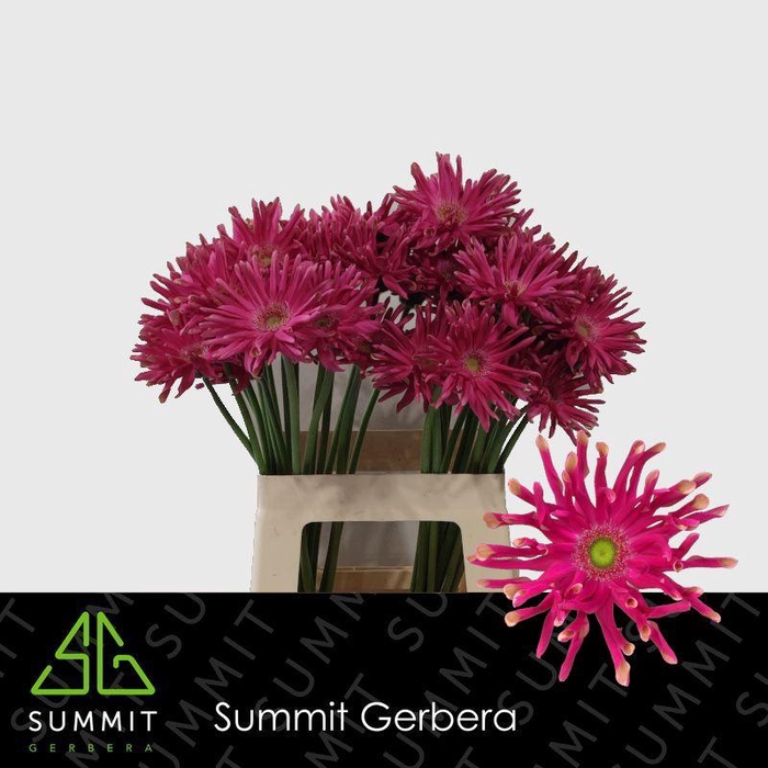 Gerbera Pastini Puglia Water X40 Lang