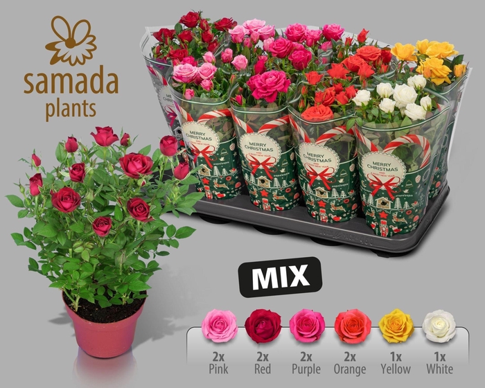 <h4>Rosa Star Roses gemengd 5 soorten</h4>