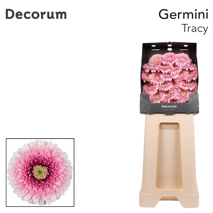 <h4>Germini Pomponi Tracy Diamond</h4>