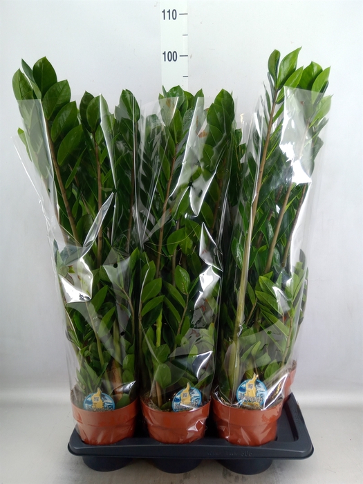 <h4>Zamioculcas zamiifolia</h4>