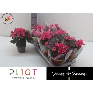 BEG HL ADONIA PINK