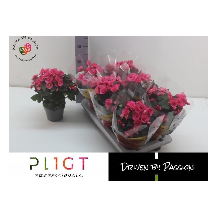 <h4>BEG HL ADONIA PINK</h4>