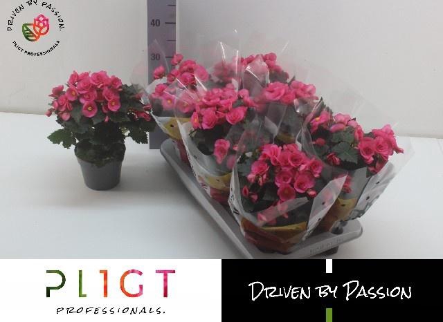BEG HL ADONIA PINK