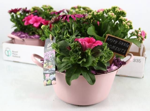 <h4>ARR TUINPLANTEN</h4>