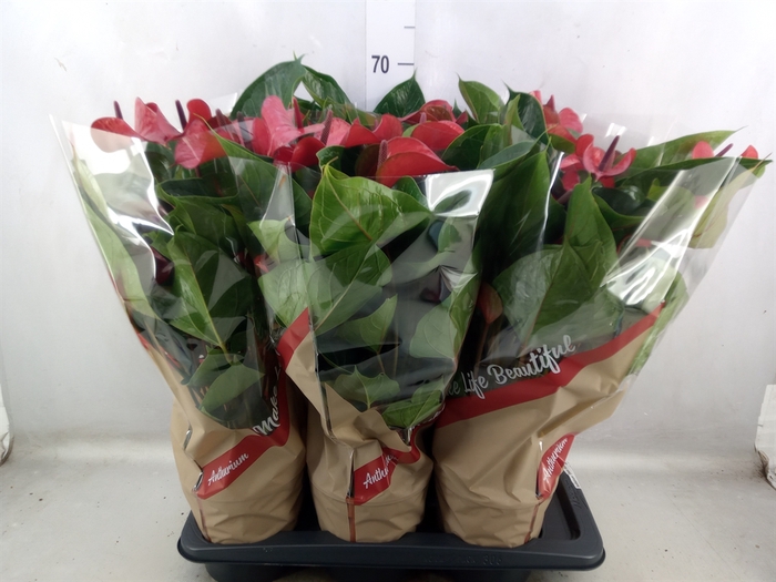 <h4>Anthurium  'Deco Red'</h4>