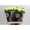 Dianthus St Zelda