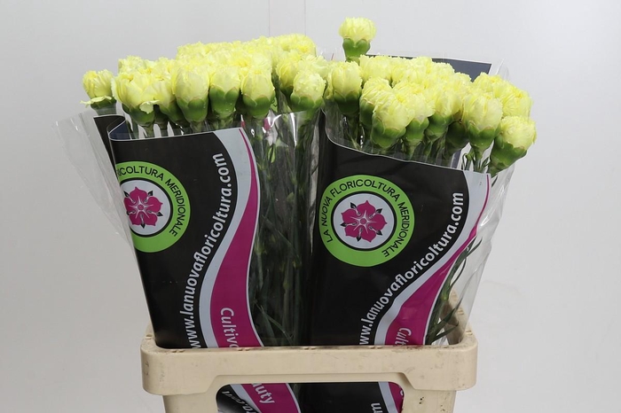 <h4>Dianthus St Zelda</h4>
