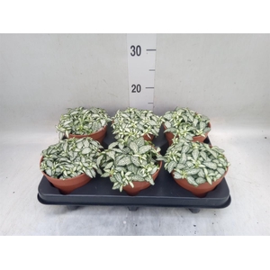 Fittonia  'Mosaic White Forest Fla'