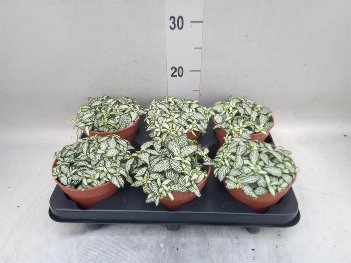 <h4>Fittonia  'Mosaic White Forest Fla'</h4>