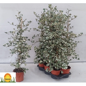 FIC NATAL SWEETHEART