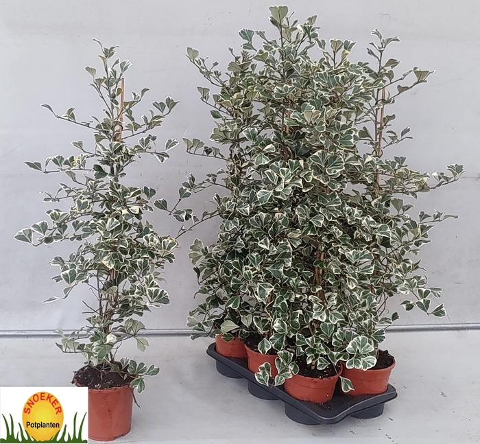 <h4>FIC NATAL SWEETHEART</h4>