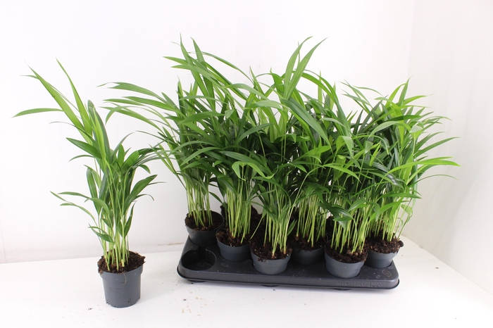 <h4>DYPSIS LUTESCENS</h4>