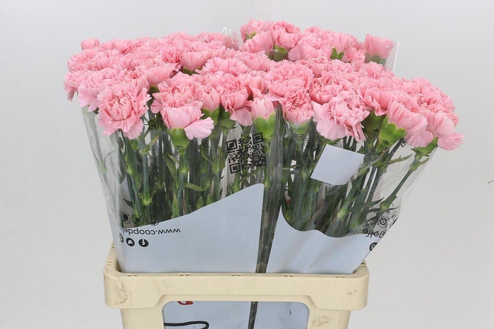 <h4>Dianthus St Cerisier</h4>