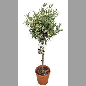 OLEA EUROPAEA