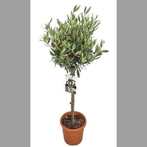 OLEA EUROPAEA