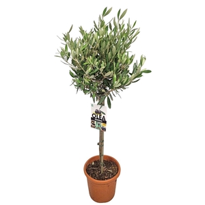 OLEA EUROPAEA